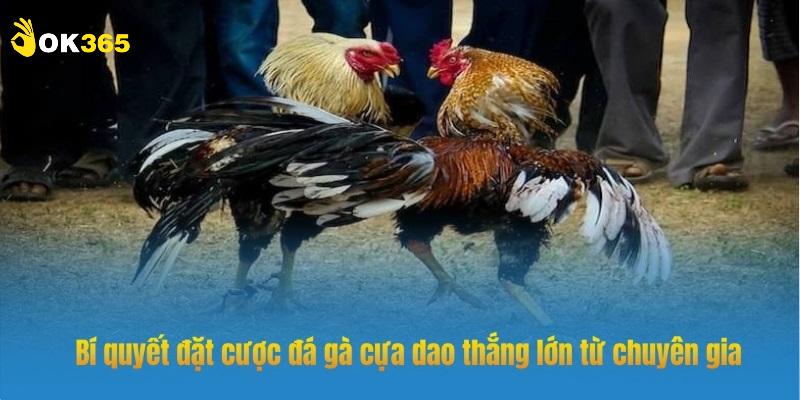 Không nên cược lớn vào lựa chọn BDD trong đá gà cựa dao