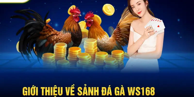 Sảnh đá gà WS168 đảm bảo chất lượng vượt bậc